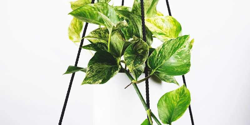 世界杯决赛精彩瞬间 - 球员庆祝进球，观众席沸腾